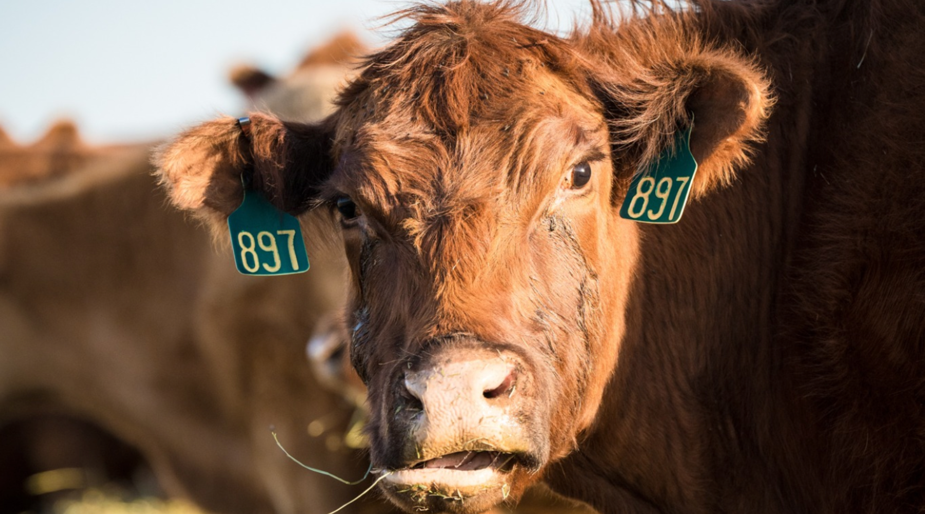Cow wearing two Ritchey Livestock ID tags in their ears.