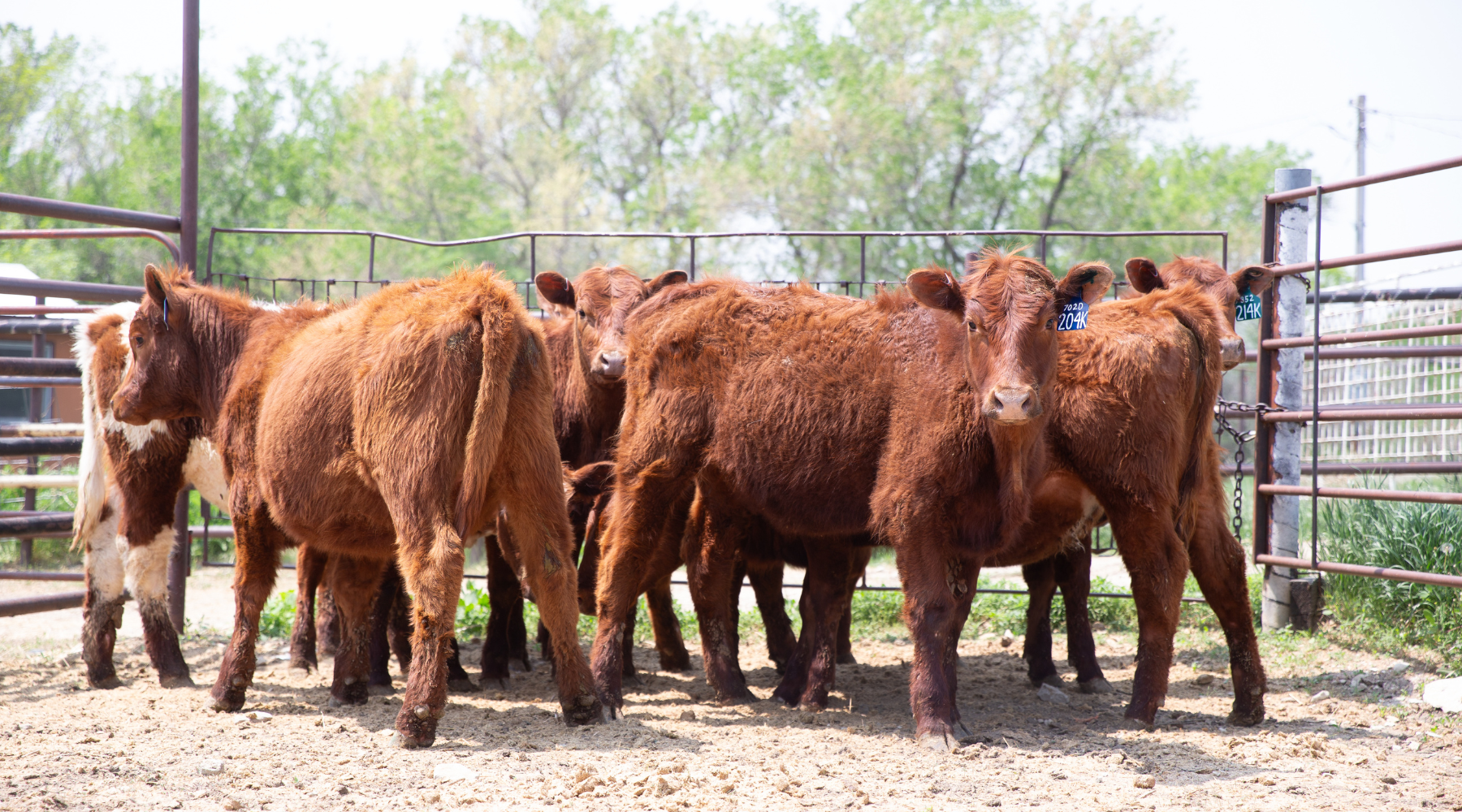 Cattle Tag 101: Essential Tips for Tagging Your Livestock Like a Pro