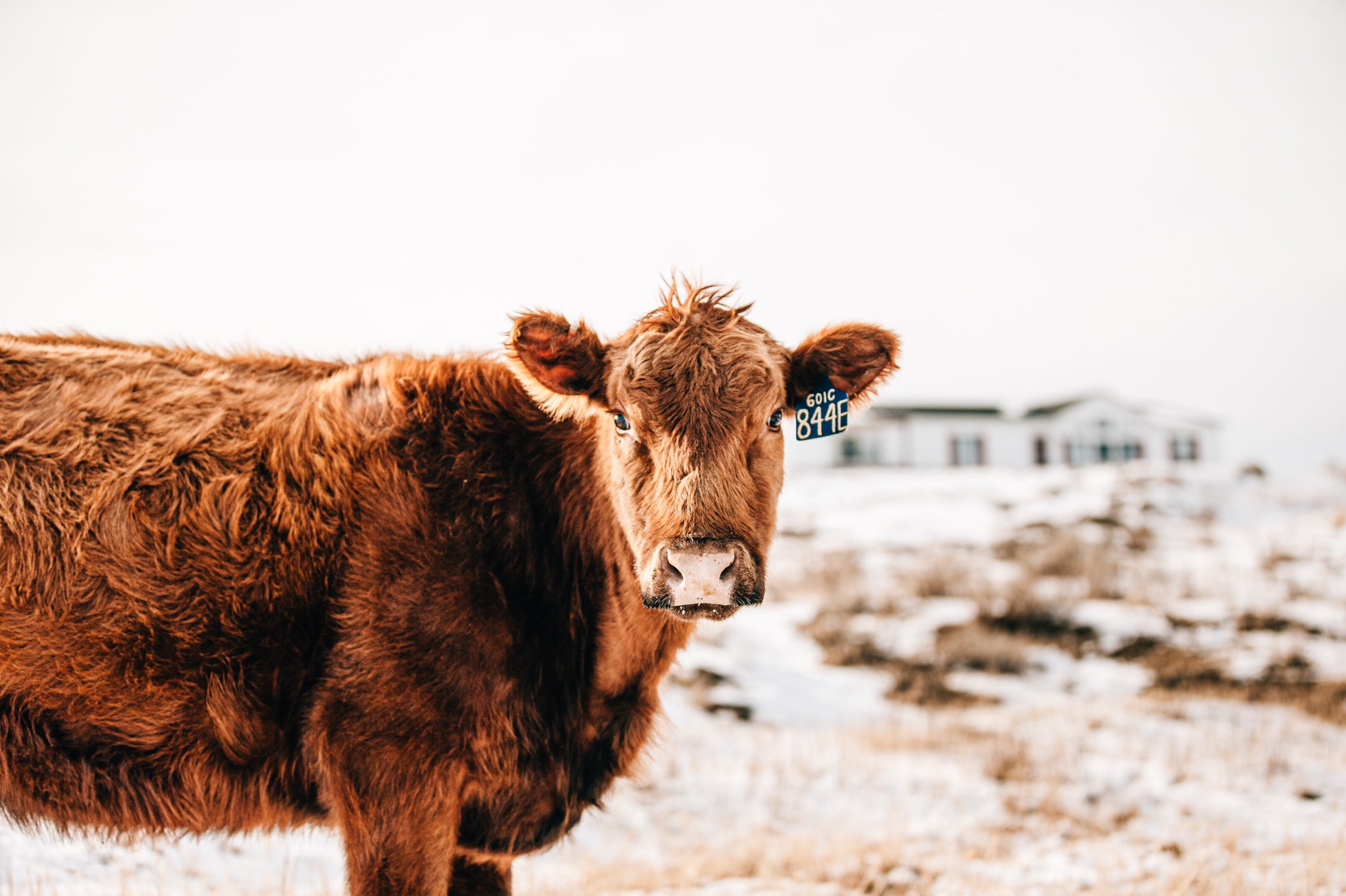 Red Angus cow with green Ritchey ear tag in