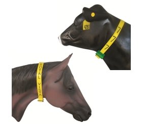Horse and cow with an engravable yellow neck band and yellow cattle ear tag