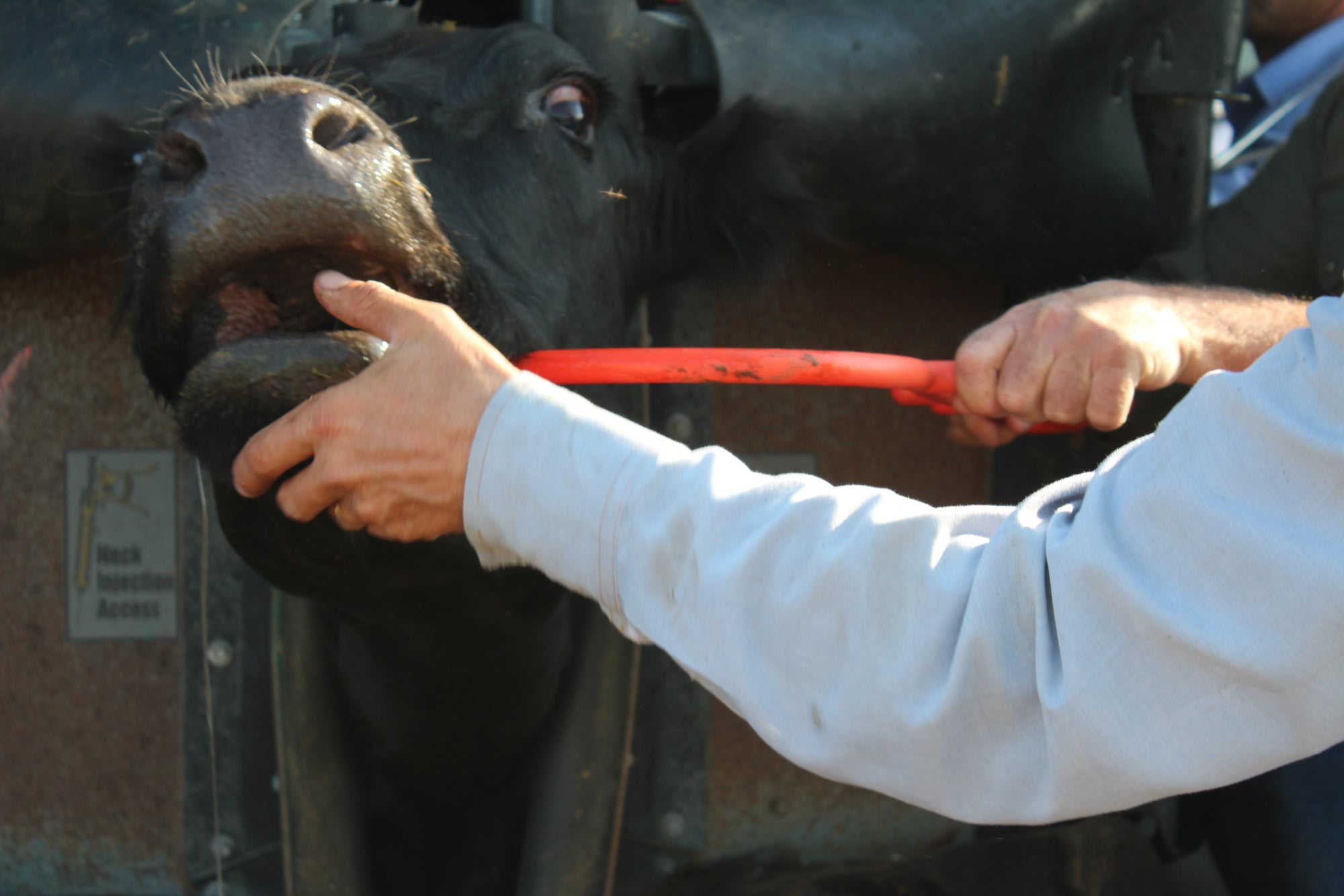 Rancher using Hook Doctor livestock tool