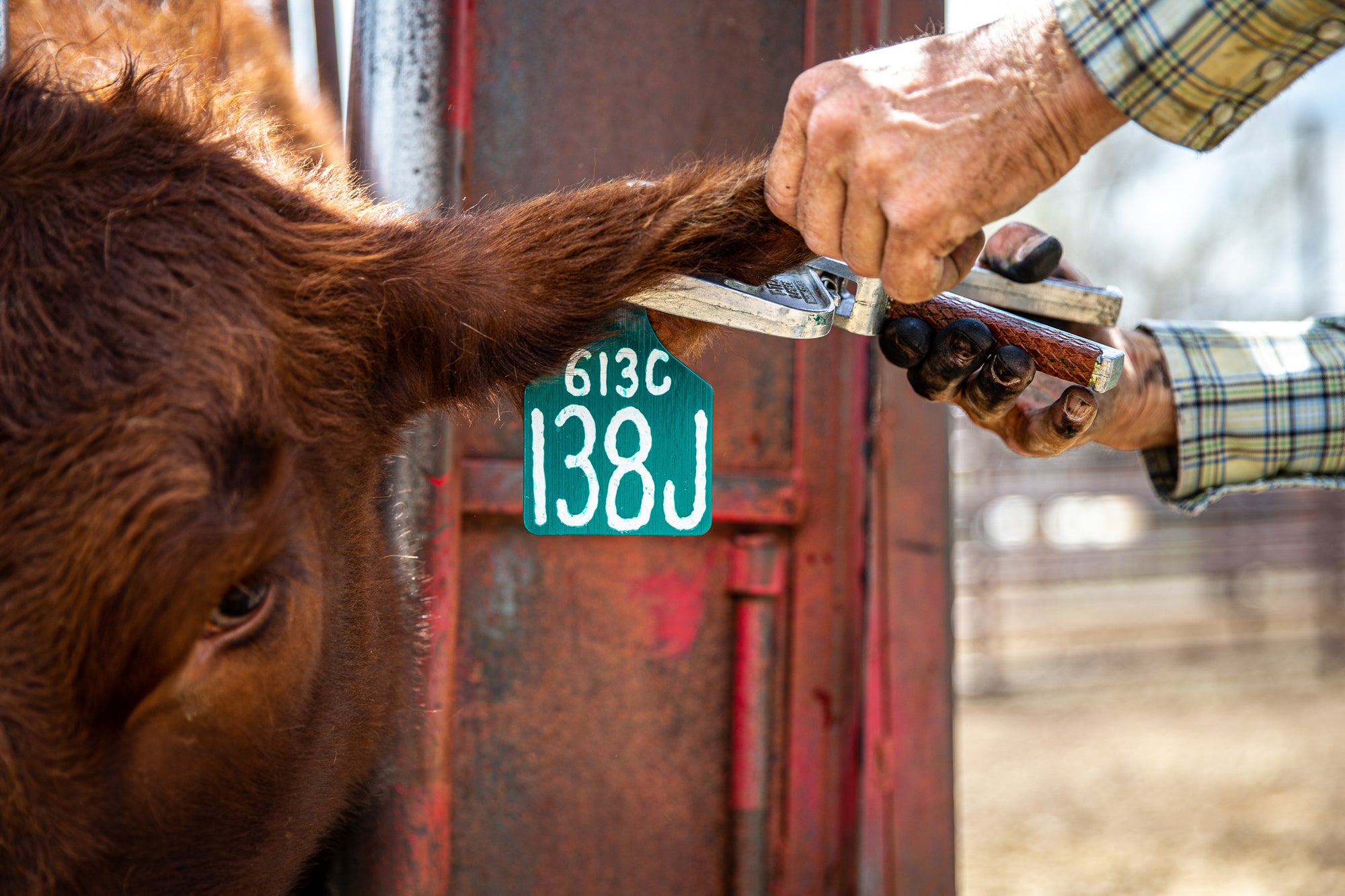 Red Angus cow with Green Ritchey Ear Tag