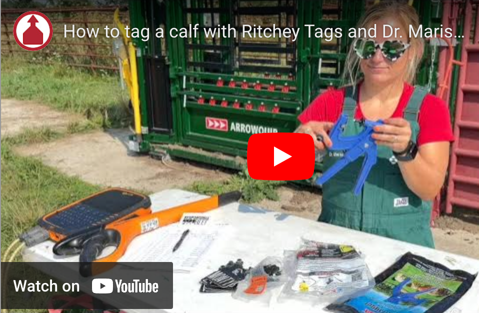 How to tag a calf with Ritchey Tags and Dr. Marissa Hake