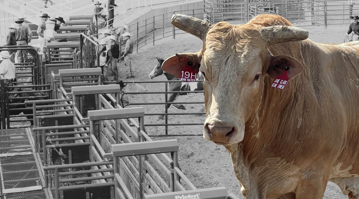 Man Hater: The Legendary Bucking Bull Dominating the Arena