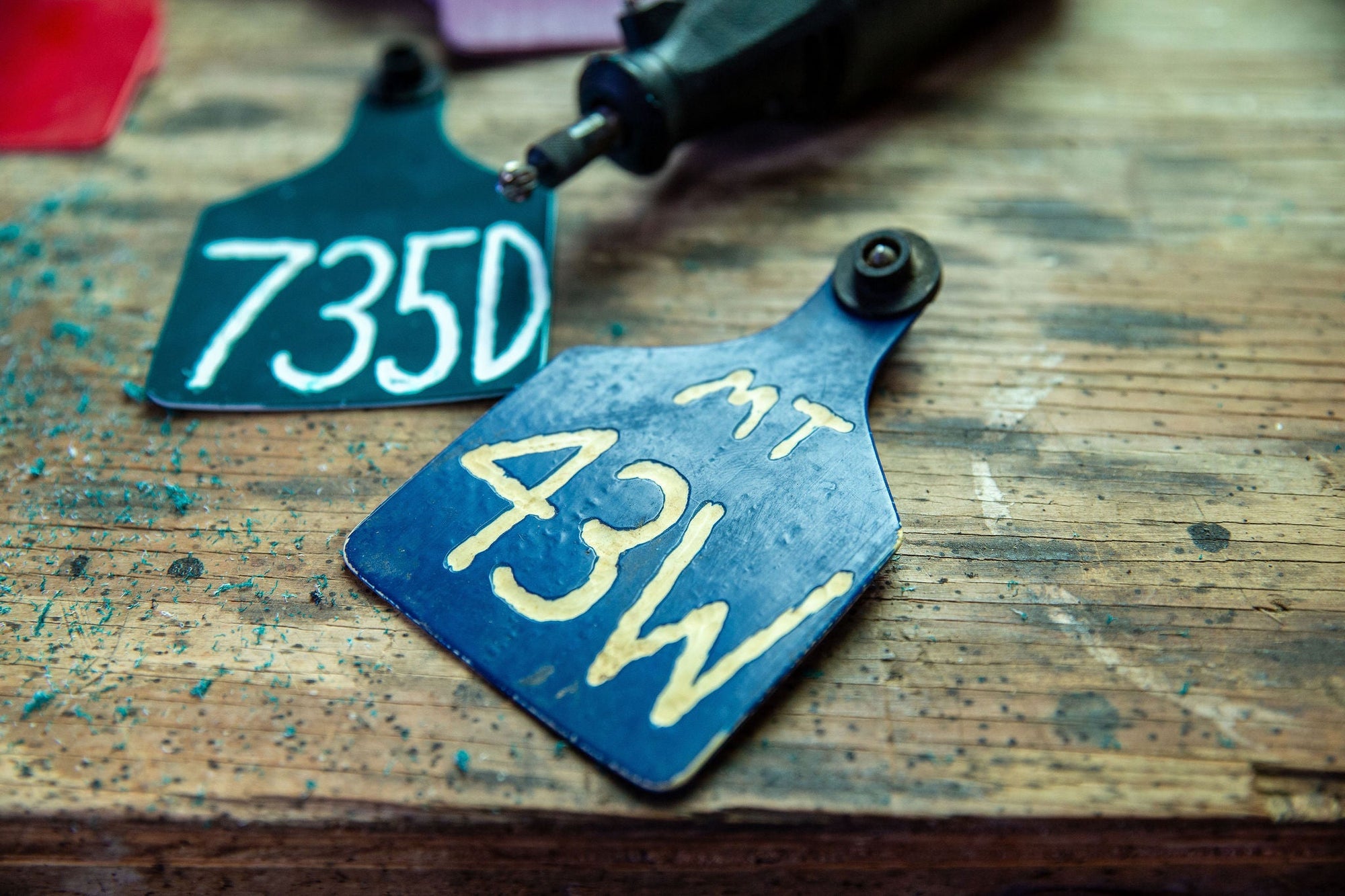 Why Do Cattle Ear Tags Fall Out? What’s Normal—and What Isn’t