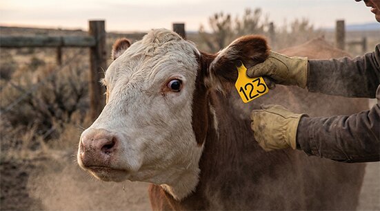 Cattle Ear Tag Infection: What’s Normal—and When to Call the Veterinarian