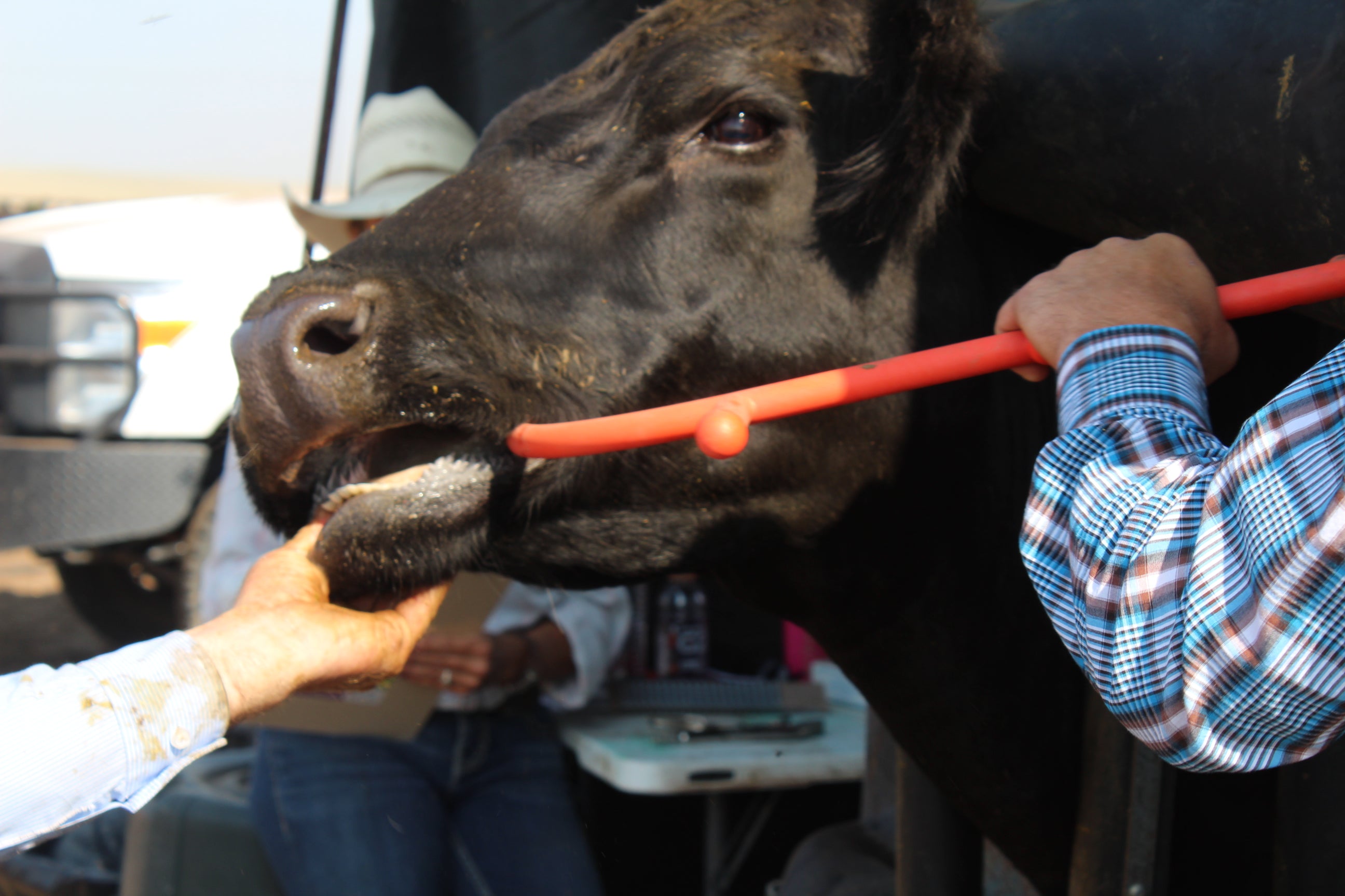 Black Angus cow with a hook dr hook in mouth