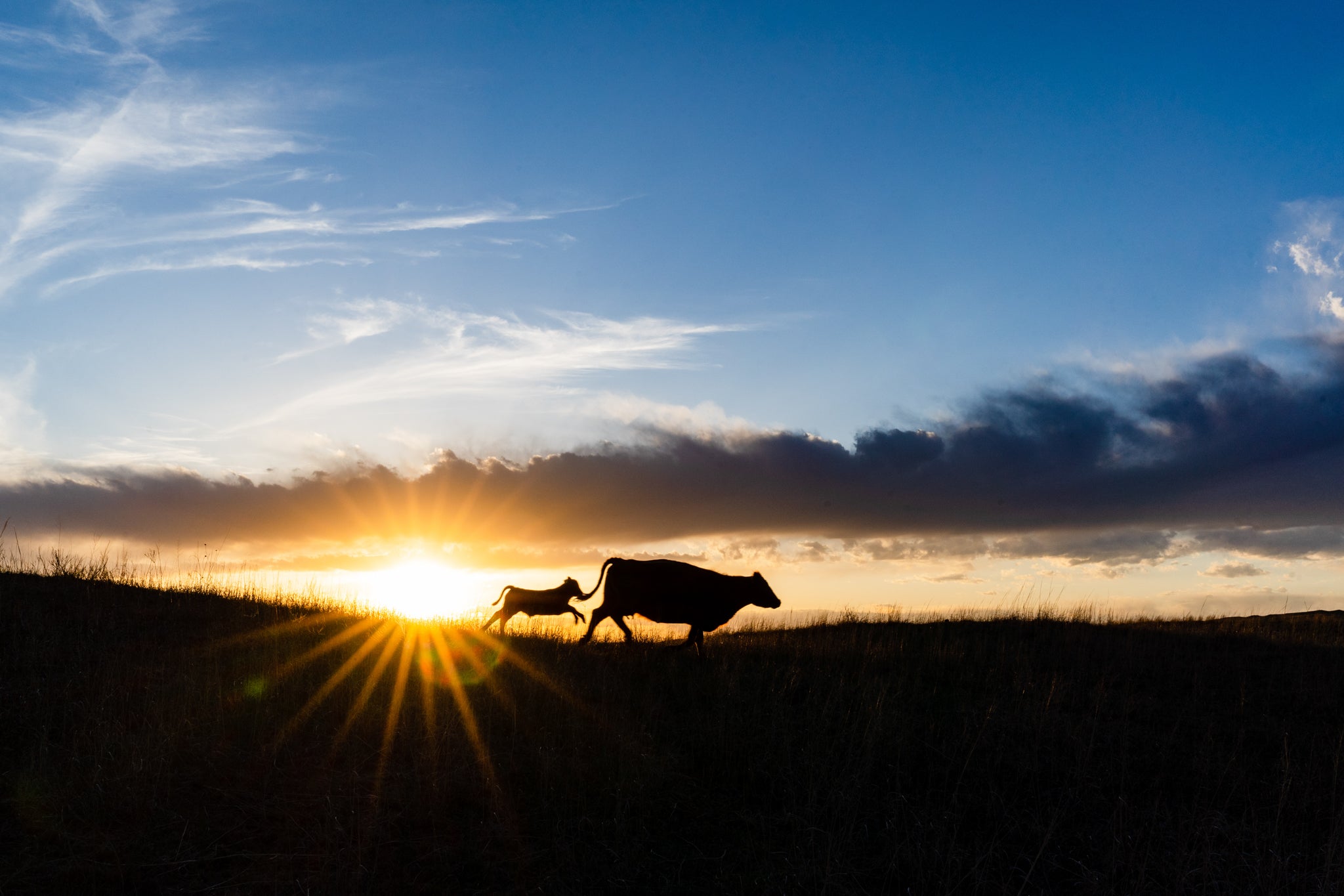 Mama cow and calf at sunset