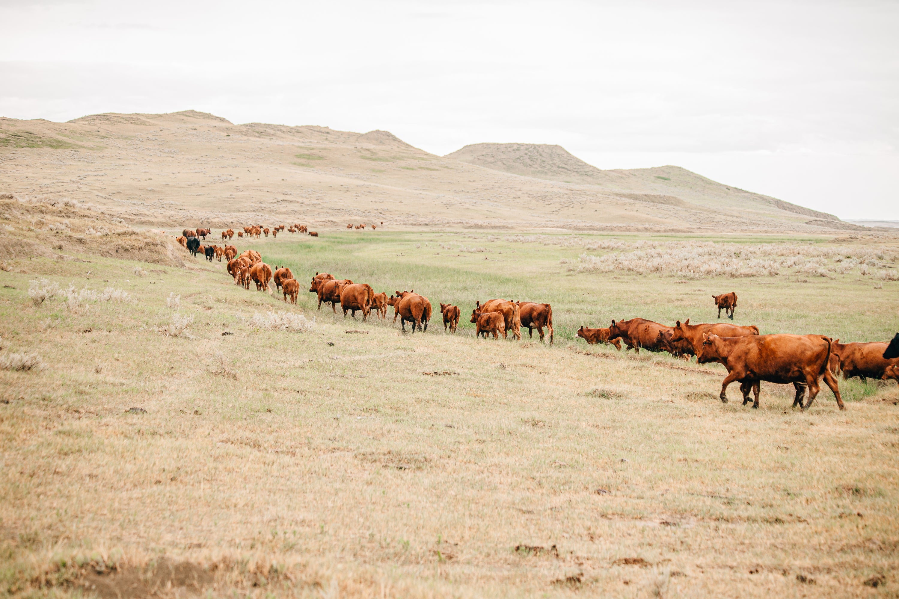 Red Angus cattle walking on a trail