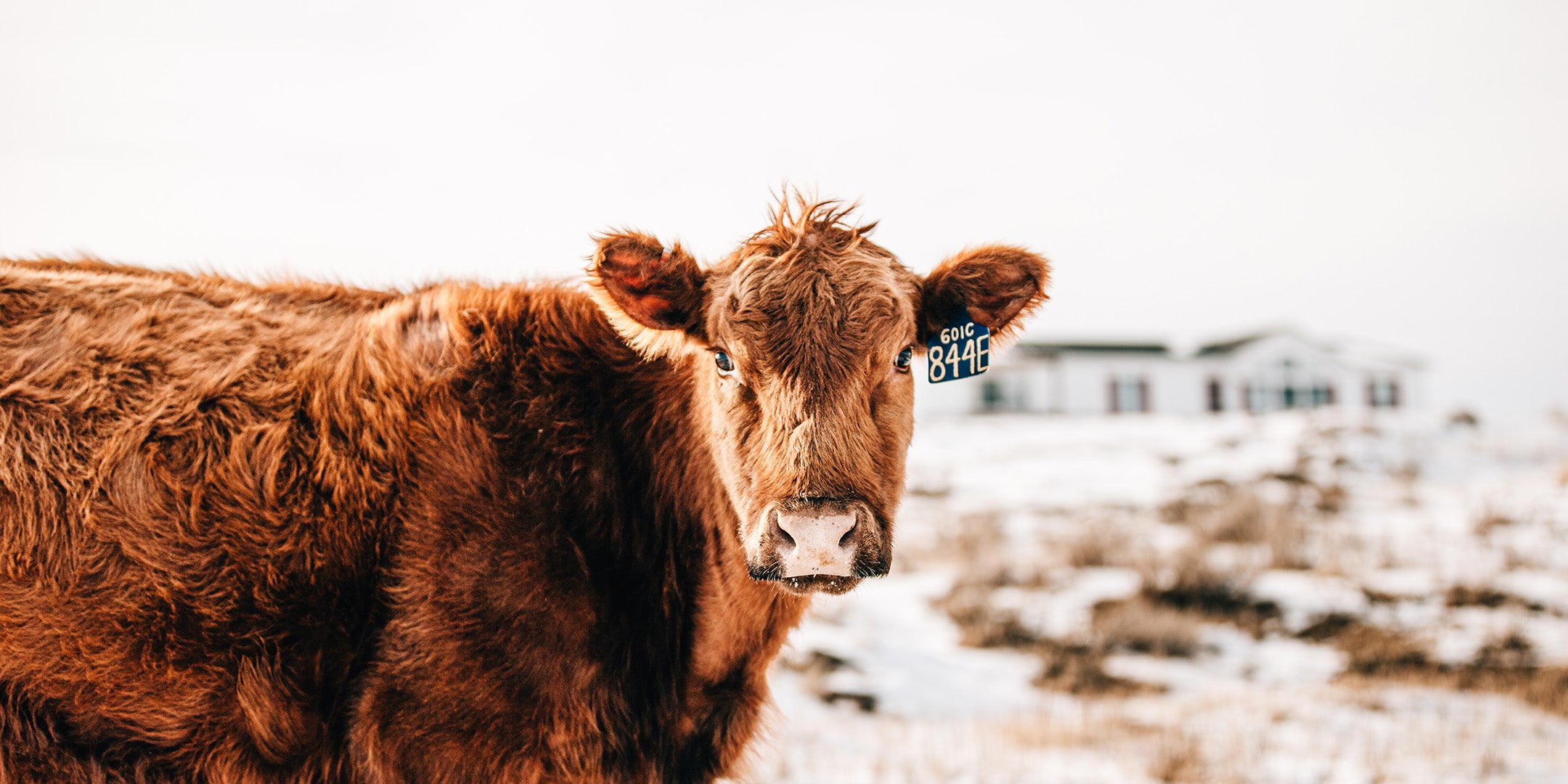 Red Angus cow with ear tag standing in snow