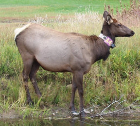 Female deer standing next to a creek bed wearing a 4" engraved, yellow livestock ID neck tag