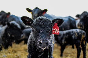 Baby Black angus Calf wearing a Dual colored red and white, two-piece, engravable and fade resistant calf ear tag. Medium. Height: 4 1/2″, Width: 2 1/4".″