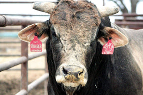 Bucking bull in a pen wearing a Dual colored red and white, two-piece, engravable and fade resistant cow ear tag. Large. Height: 4 3/4″, Width: 3″