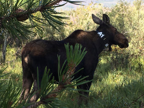 Female moose standing in the pine trees wearing an engraved, 4" ID neck tag
