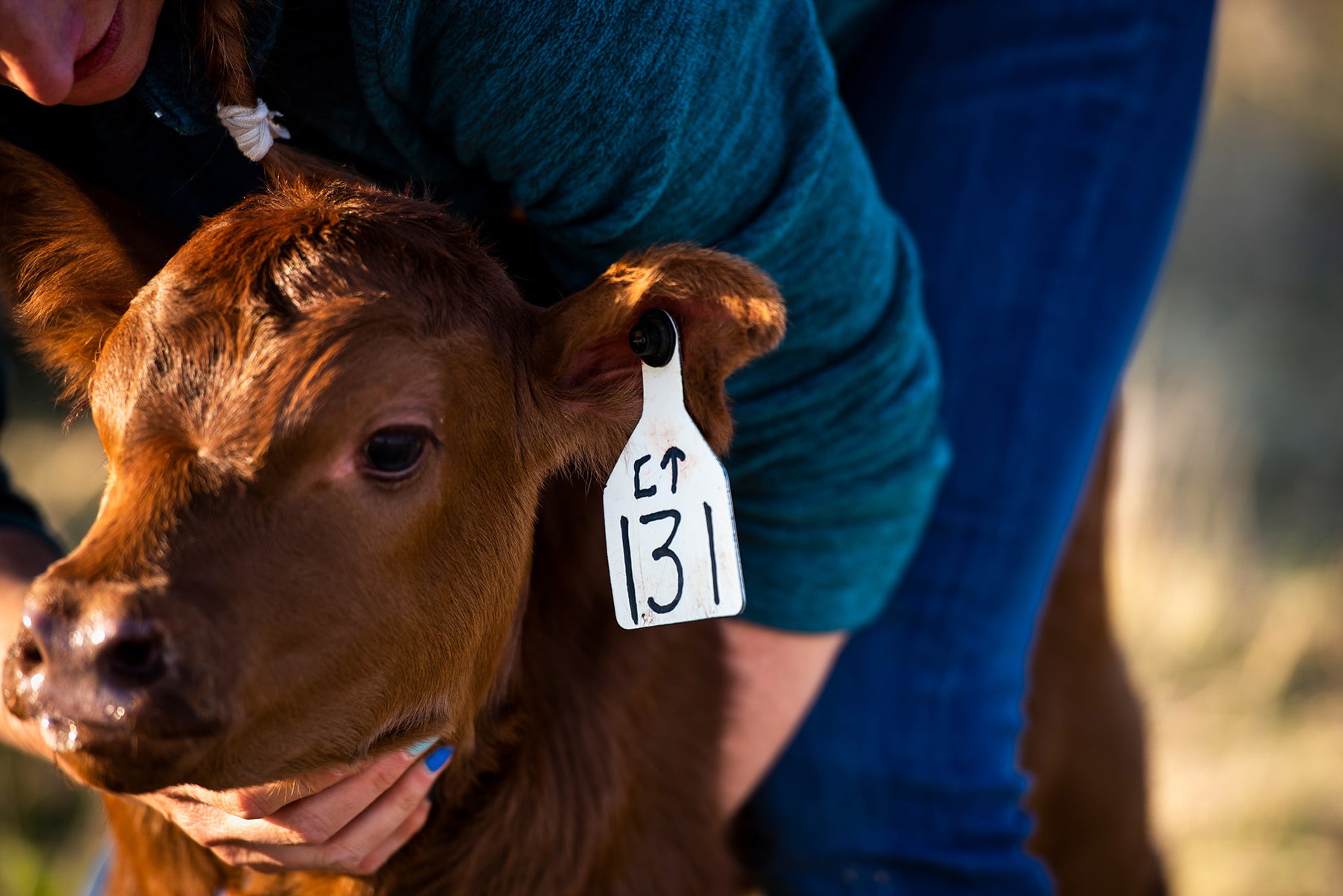 Red Angus calf with a white and black ear tag that reads 131