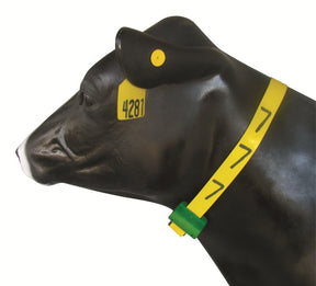 Brown cow wearing a yellow engravable neck band and yellow cattle ear tag